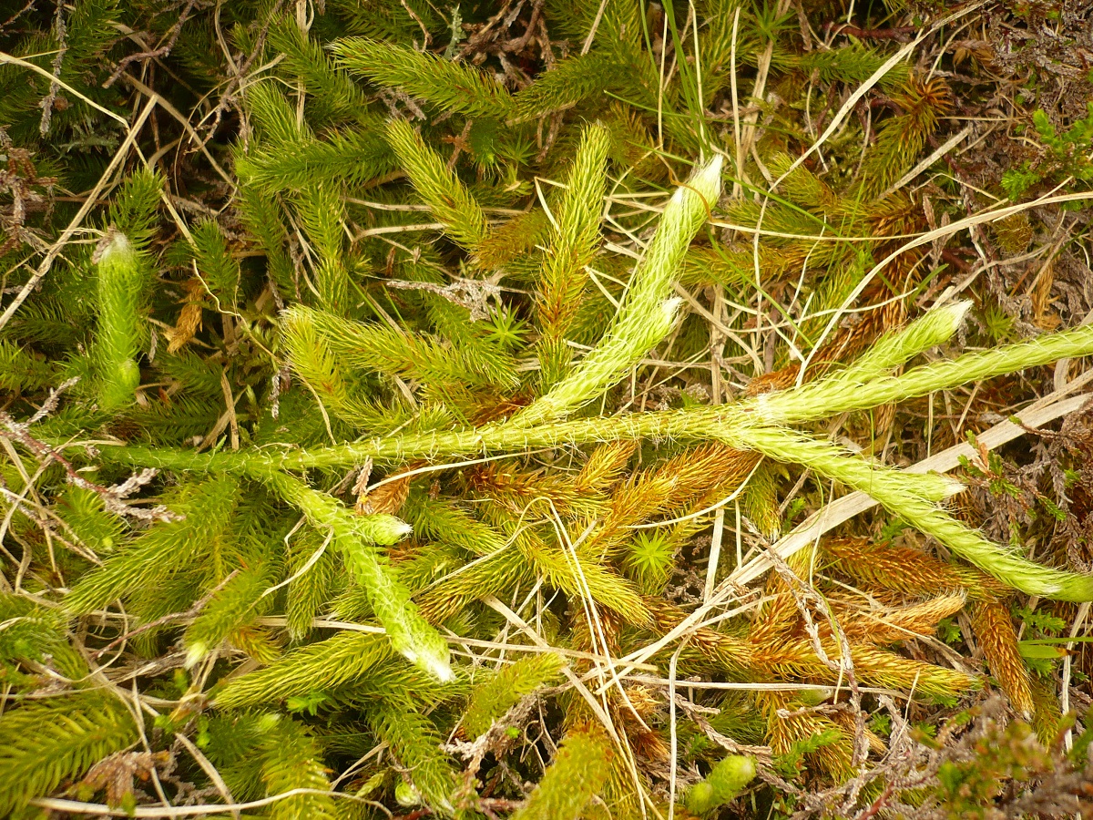 Lycopodium clavatum subsp. clavatum (Lycopodiaceae)